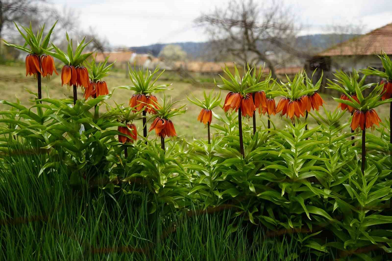 Ağlayan gelinler 5 yıl sonra baharı karşıladı
