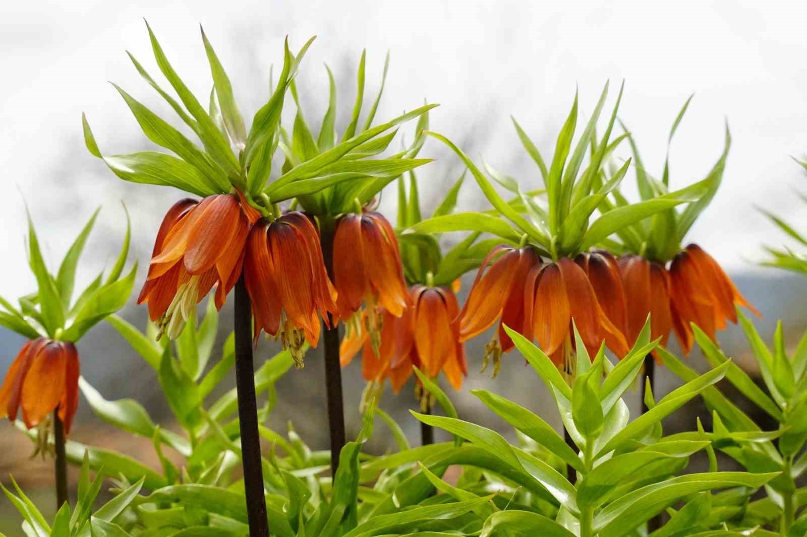 Ağlayan gelinler 5 yıl sonra baharı karşıladı
