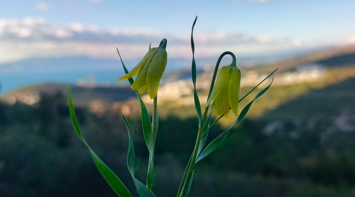 Ağlayan Gelinler çiçek açtı
Ağlayan Gelinler çiçek açtı