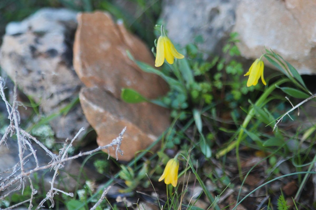 Ağlayan Gelinler çiçek açtı
Ağlayan Gelinler çiçek açtı