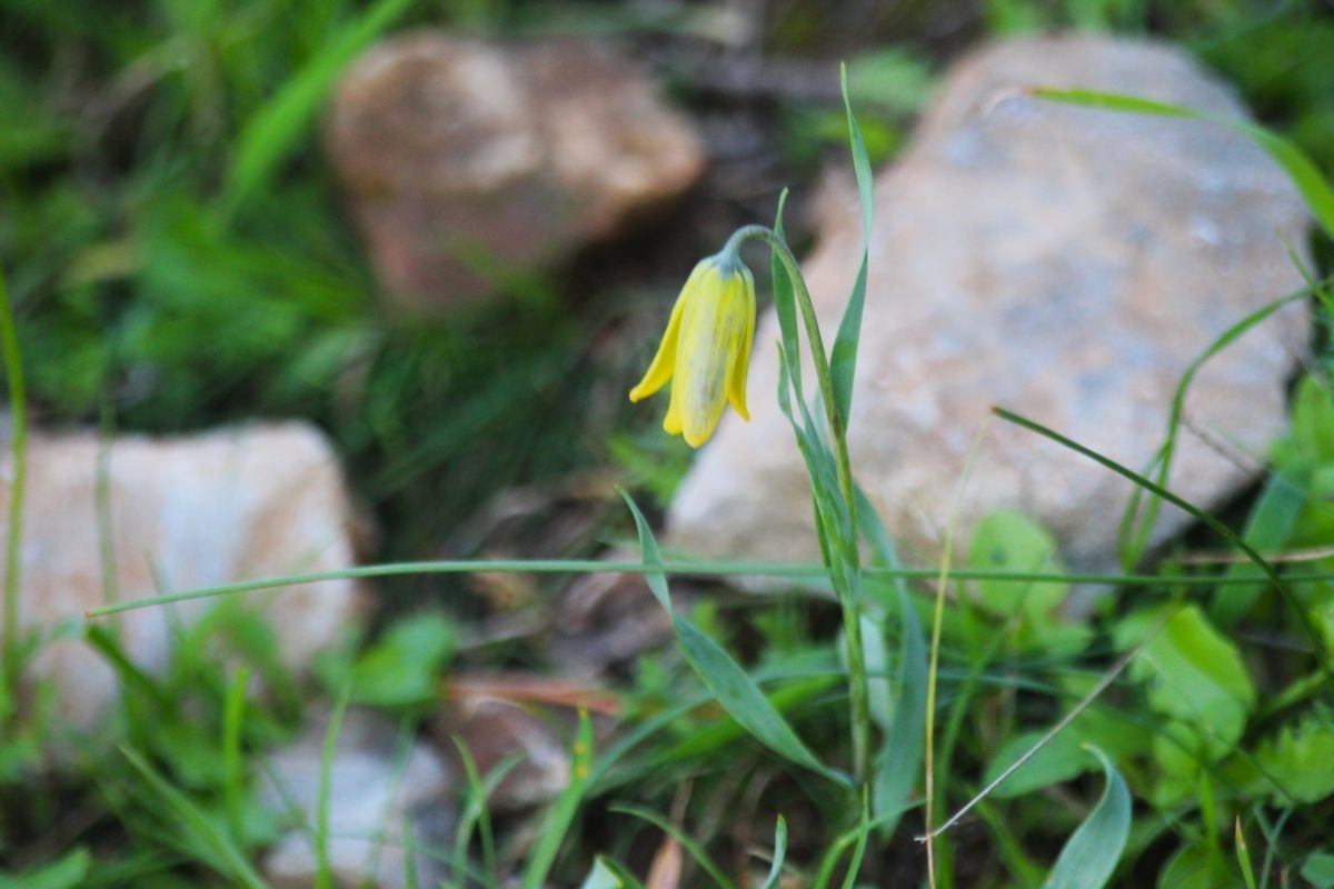 Ağlayan Gelinler çiçek açtı
Ağlayan Gelinler çiçek açtı