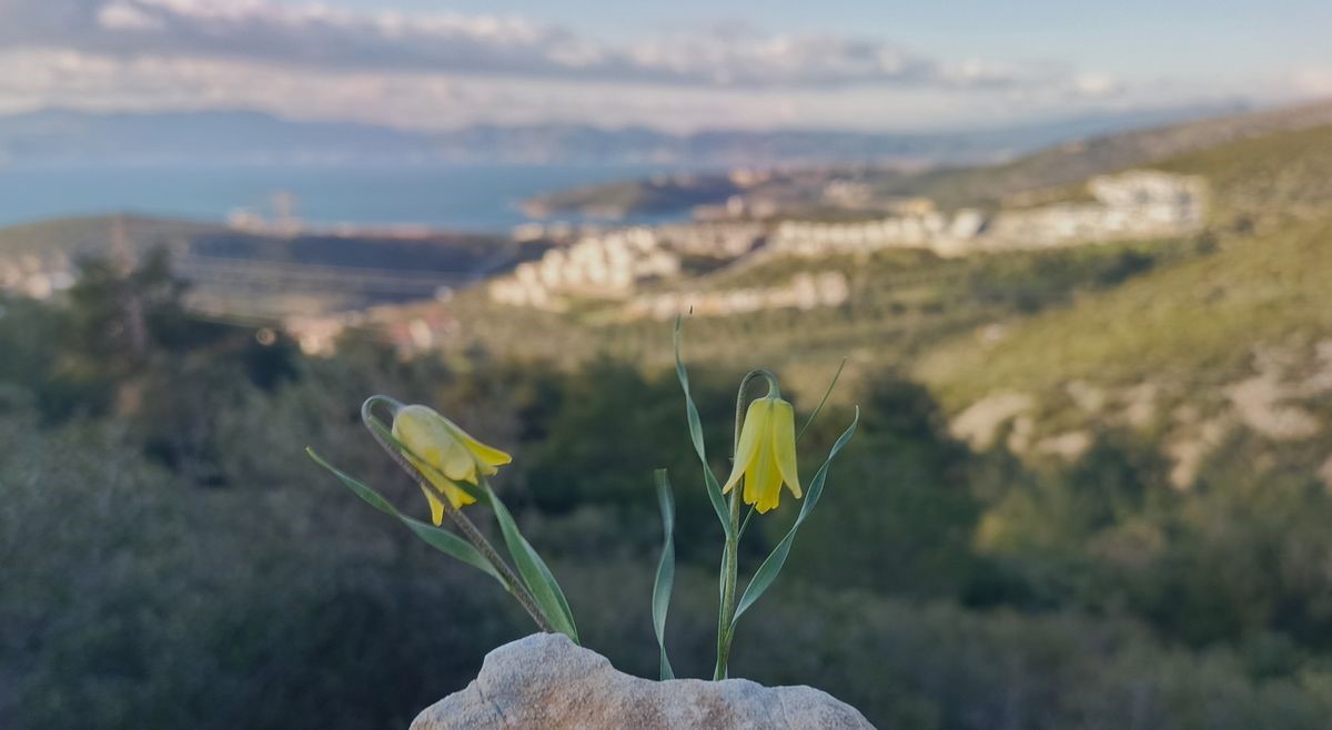 Ağlayan Gelinler çiçek açtı
Ağlayan Gelinler çiçek açtı