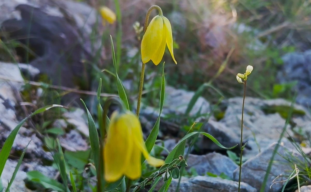 Ağlayan Gelinler çiçek açtı
Ağlayan Gelinler çiçek açtı