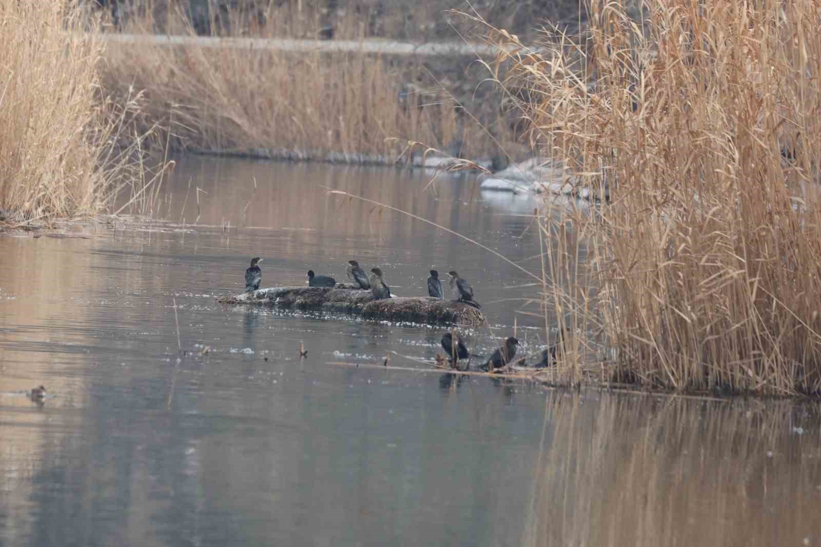 Ağrı Dağı Milli Parkı 200’ü aşkın kuş türüne ev sahipliği yapıyor
