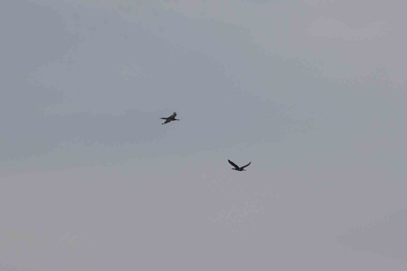 Ağrı Dağı Milli Parkı 200’ü aşkın kuş türüne ev sahipliği yapıyor
