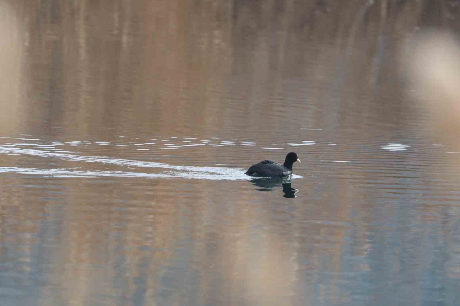 Ağrı Dağı Milli Parkı 200’ü aşkın kuş türüne ev sahipliği yapıyor
