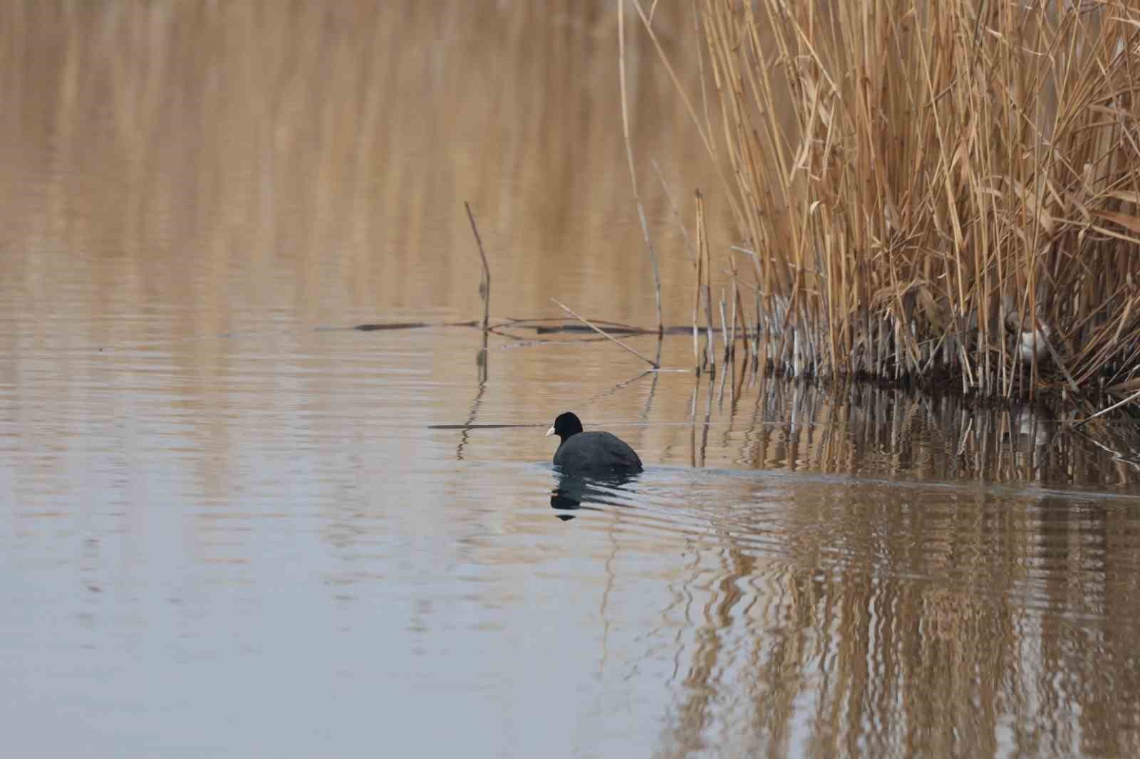 Ağrı Dağı Milli Parkı 200’ü aşkın kuş türüne ev sahipliği yapıyor
