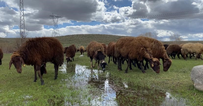 Ağrı’da 120 bin lira maaşa rağmen çoban bulunamıyor
