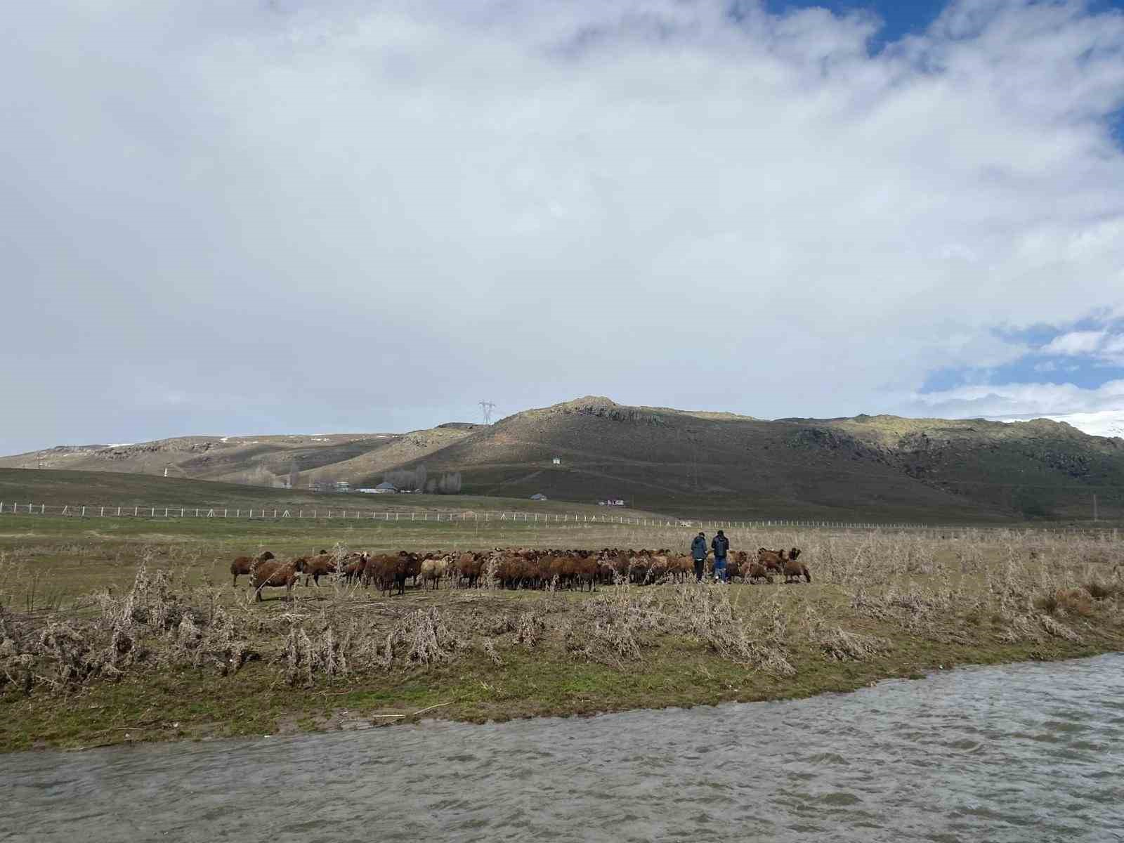 Ağrı’da 120 bin lira maaşa rağmen çoban bulunamıyor
