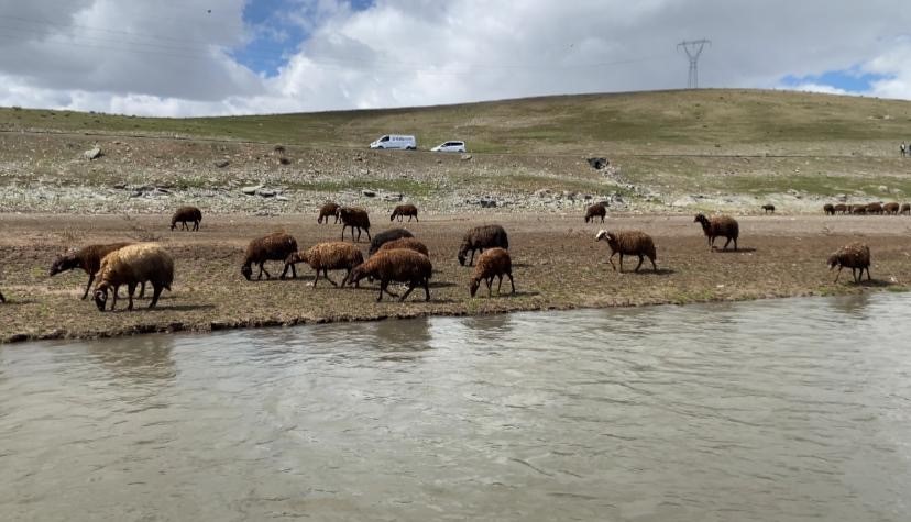 Ağrı’da 120 bin lira maaşa rağmen çoban bulunamıyor
