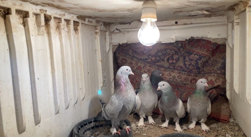 Ağrı’da dondurucu soğuğa rağmen 7 yıldır güvercin yetiştiriyorlar
