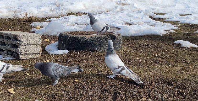 Ağrı’da dondurucu soğuğa rağmen 7 yıldır güvercin yetiştiriyorlar
