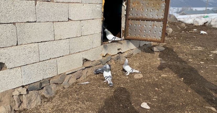 Ağrı’da dondurucu soğuğa rağmen 7 yıldır güvercin yetiştiriyorlar
