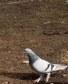 Ağrı’da dondurucu soğuğa rağmen 7 yıldır güvercin yetiştiriyorlar
