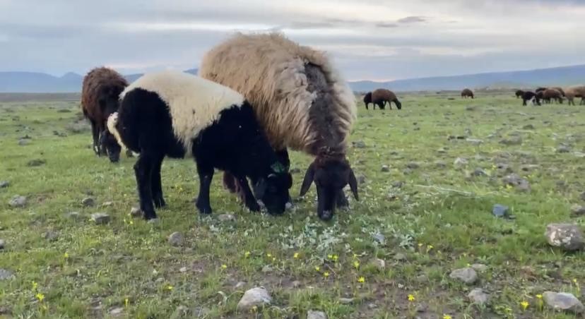 Ağrı’da küçükbaş hayvanlar meralara çıkarıldı
