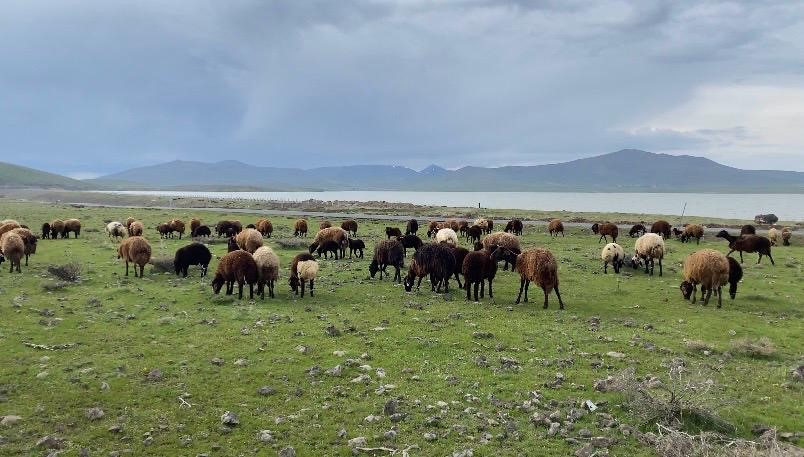 Ağrı’da küçükbaş hayvanlar meralara çıkarıldı
