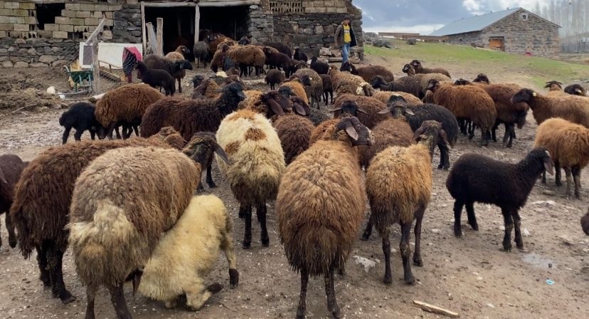 Ağrı’da kuzuların anneleri ile buluşması renkli anlara sahne oldu
