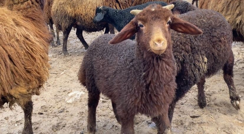 Ağrı’da kuzuların anneleri ile buluşması renkli anlara sahne oldu
