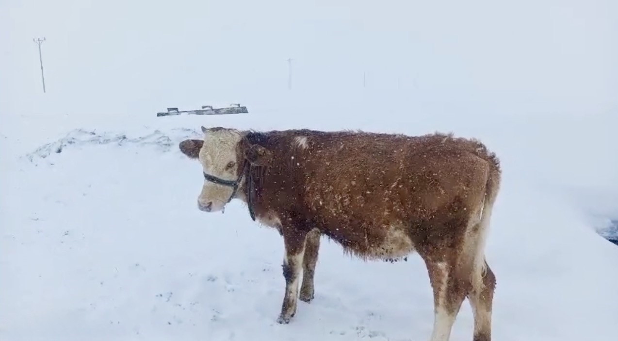 Ağrı’da Nisan ayında etkili olan kar kalınlığı insan boyunu aştı
