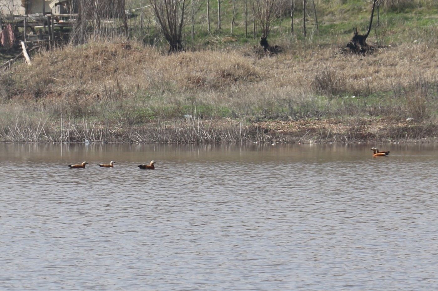 Ağustos ayında kurumaya başlayan Kızılca göleti yeniden doldu
