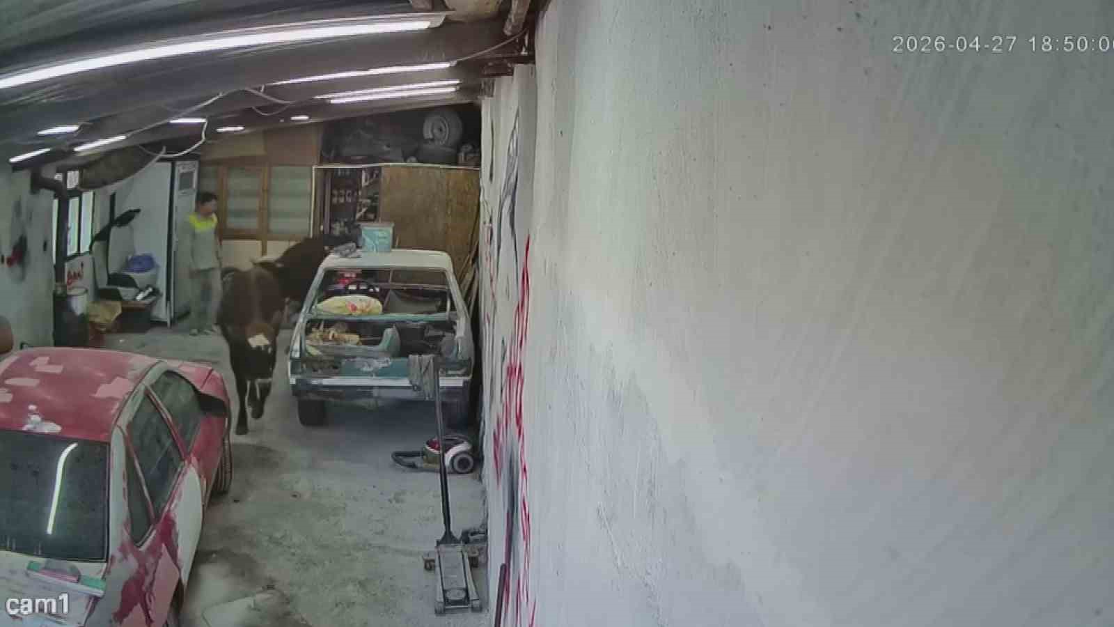 Ahırdan kaçan danalar oto tamirciyi bastı, görgü tanığı o anları anlattı: "Nazikçe geldiler, nazikçe gittiler"
