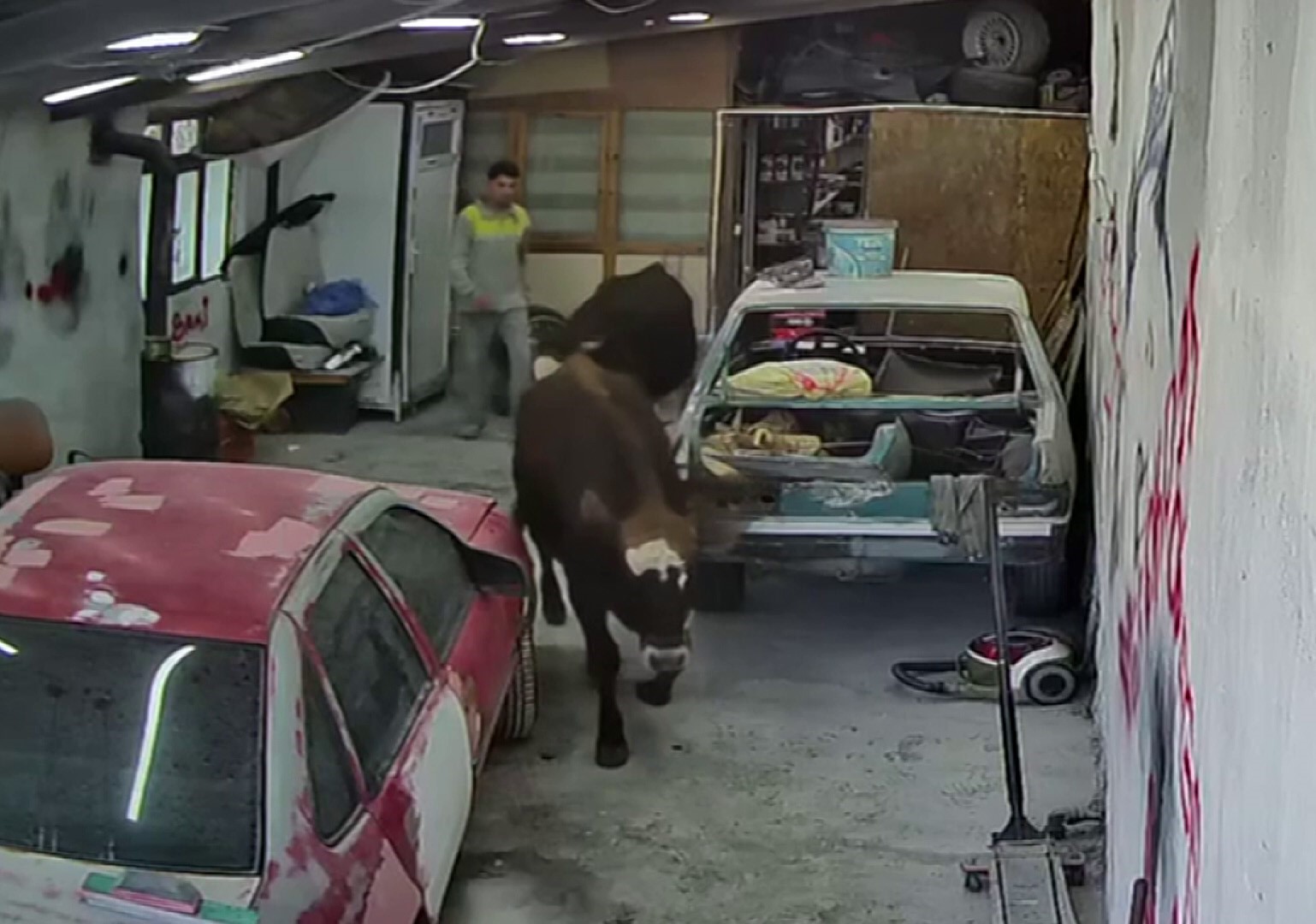 Ahırdan kaçan danalar oto tamirciyi bastı, o anlar kamerada
