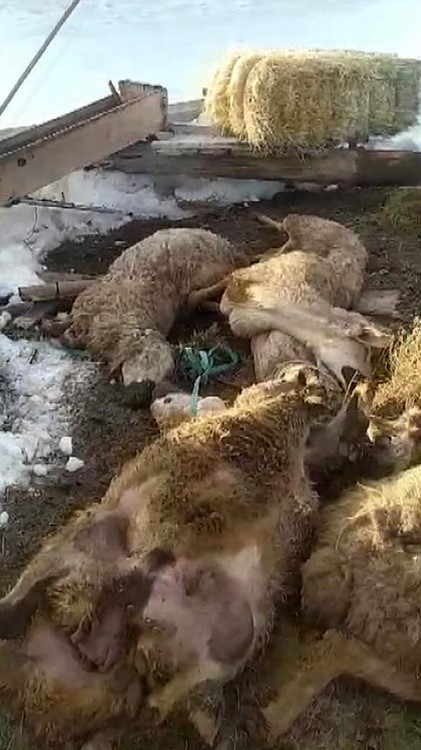 Ahırın çatısı çöktü: 40 koyun 15 kuzu telef oldu
