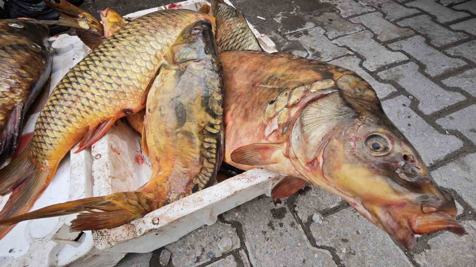 Ahlat’ta dev sazan balıklarına yoğun ilgi
