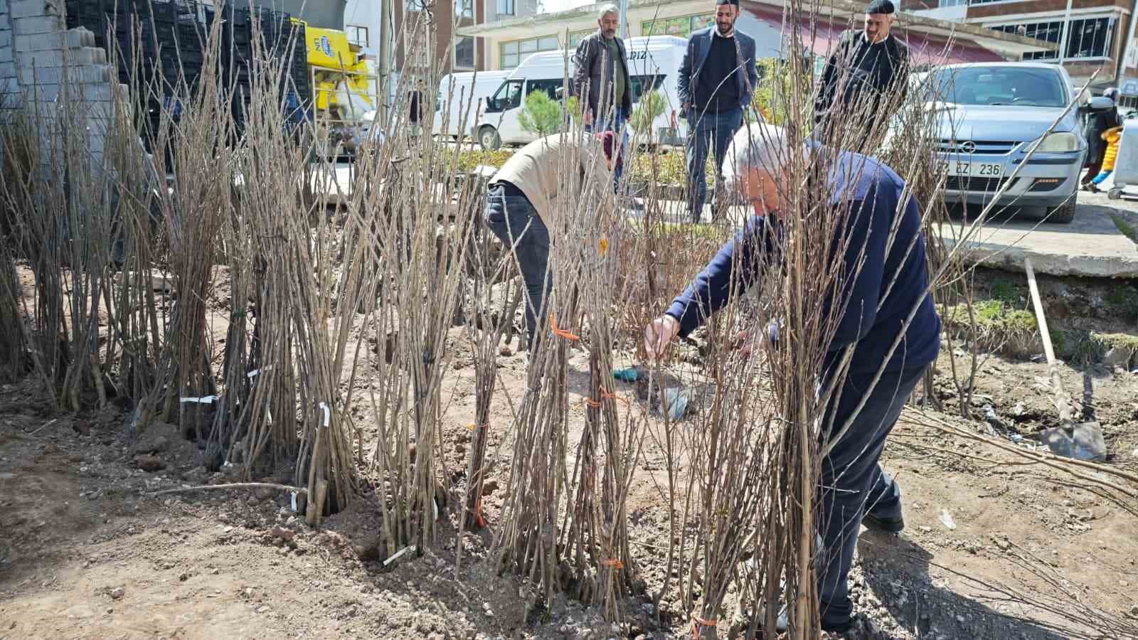Ahlat’ta meyve fidanlarına ilgi
