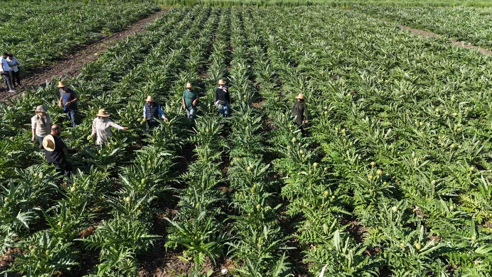 Akademisyen çiftçinin 7 yıl süren emekleriyle 120 dönüm alana yaydığı enginar üretiminde hasat başladı
