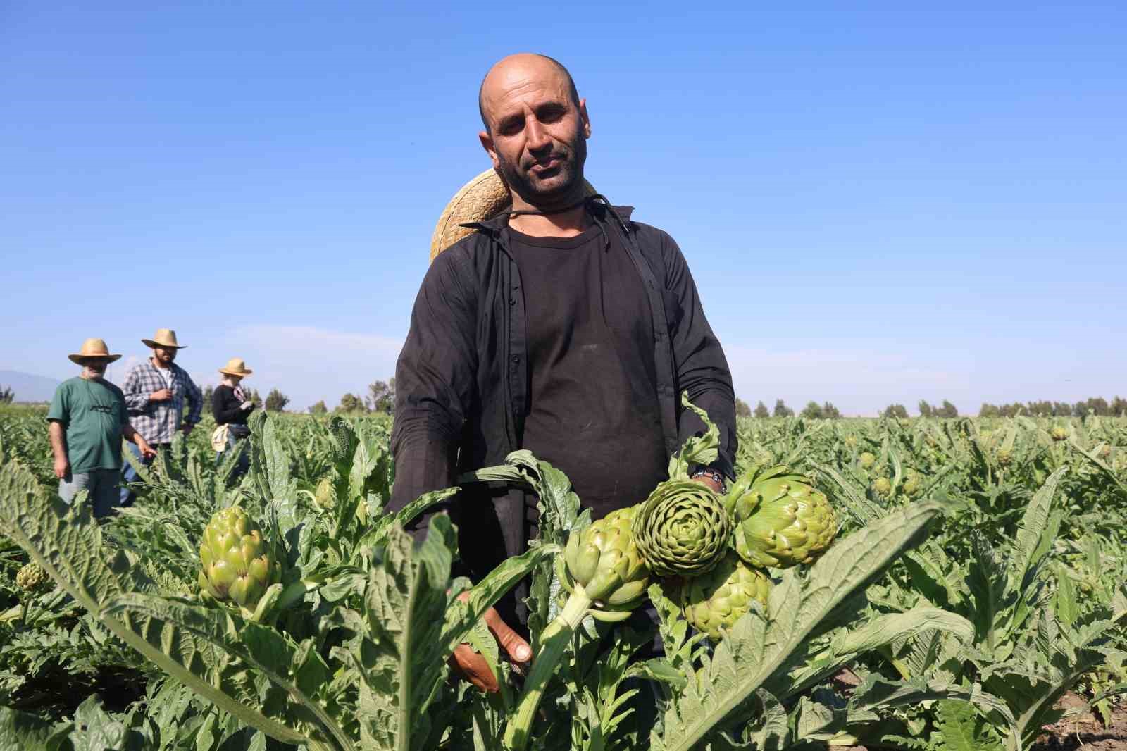 Akademisyen çiftçinin 7 yıl süren emekleriyle 120 dönüm alana yaydığı enginar üretiminde hasat başladı
