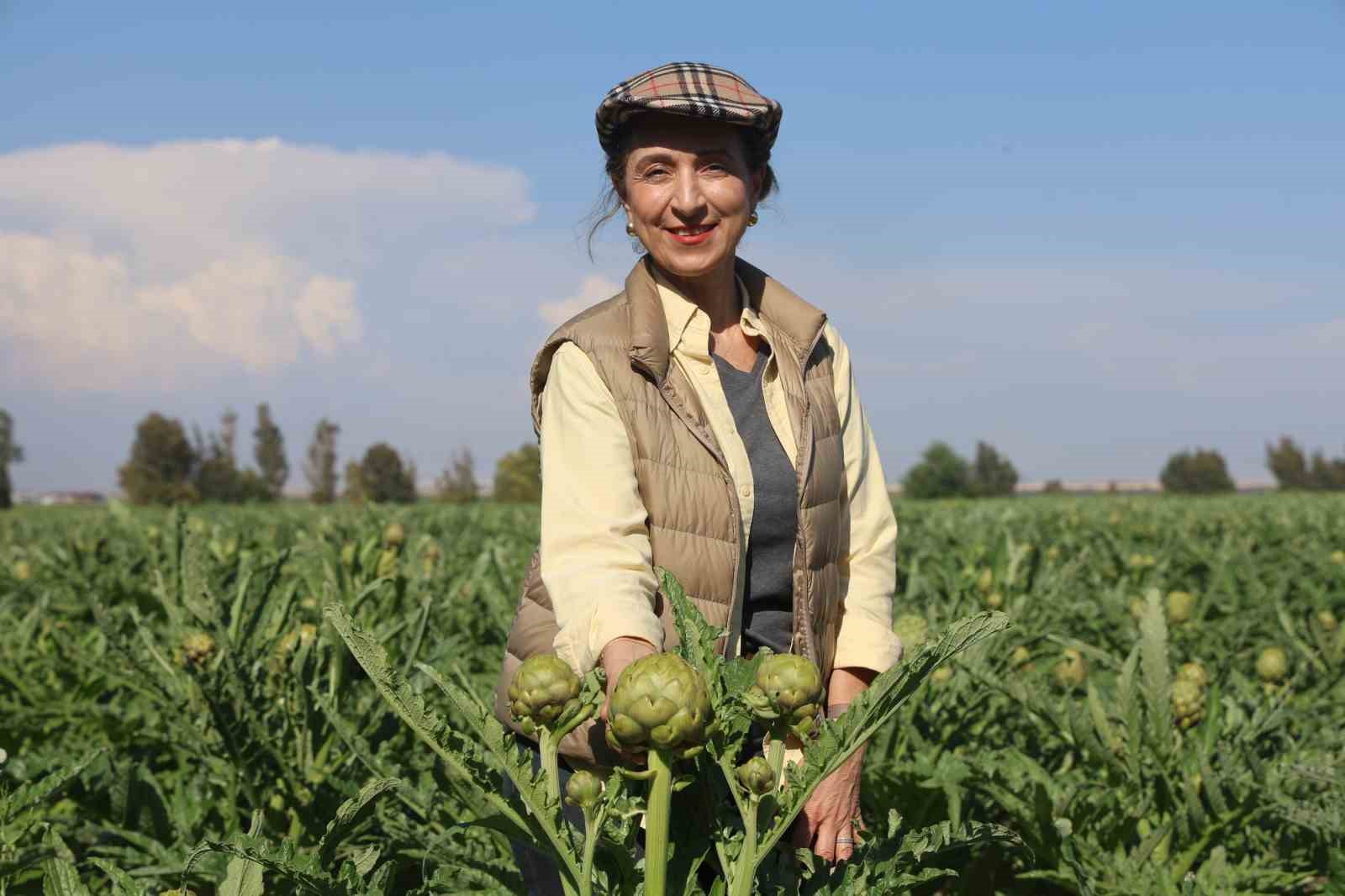 Akademisyen çiftçinin 7 yıl süren emekleriyle 120 dönüm alana yaydığı enginar üretiminde hasat başladı
