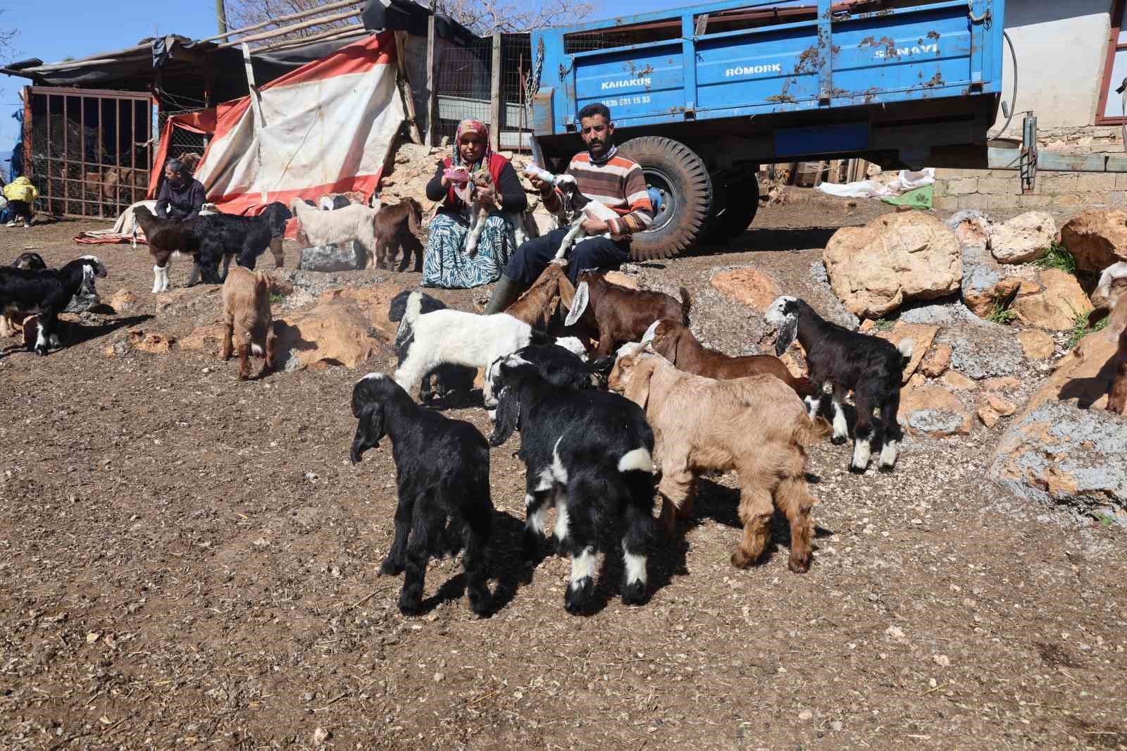 Akaryakıt karıştığı iddia edilen yağmur suyu birikintisinden içerek telef olan küçükbaş hayvanların yavrularını biberonla yaşatmaya çalışıyorlar
