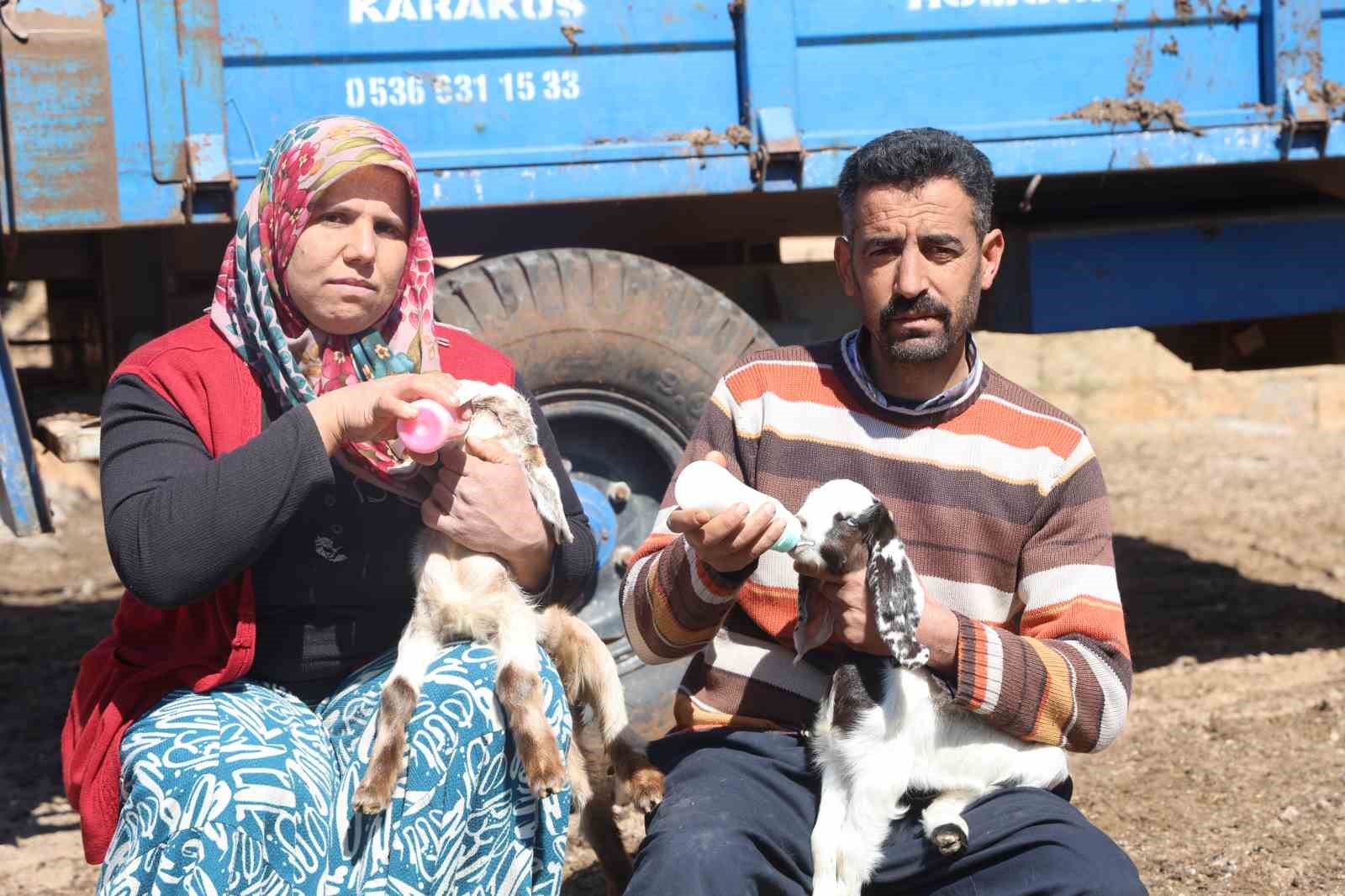 Akaryakıt karıştığı iddia edilen yağmur suyu birikintisinden içerek telef olan küçükbaş hayvanların yavrularını biberonla yaşatmaya çalışıyorlar
