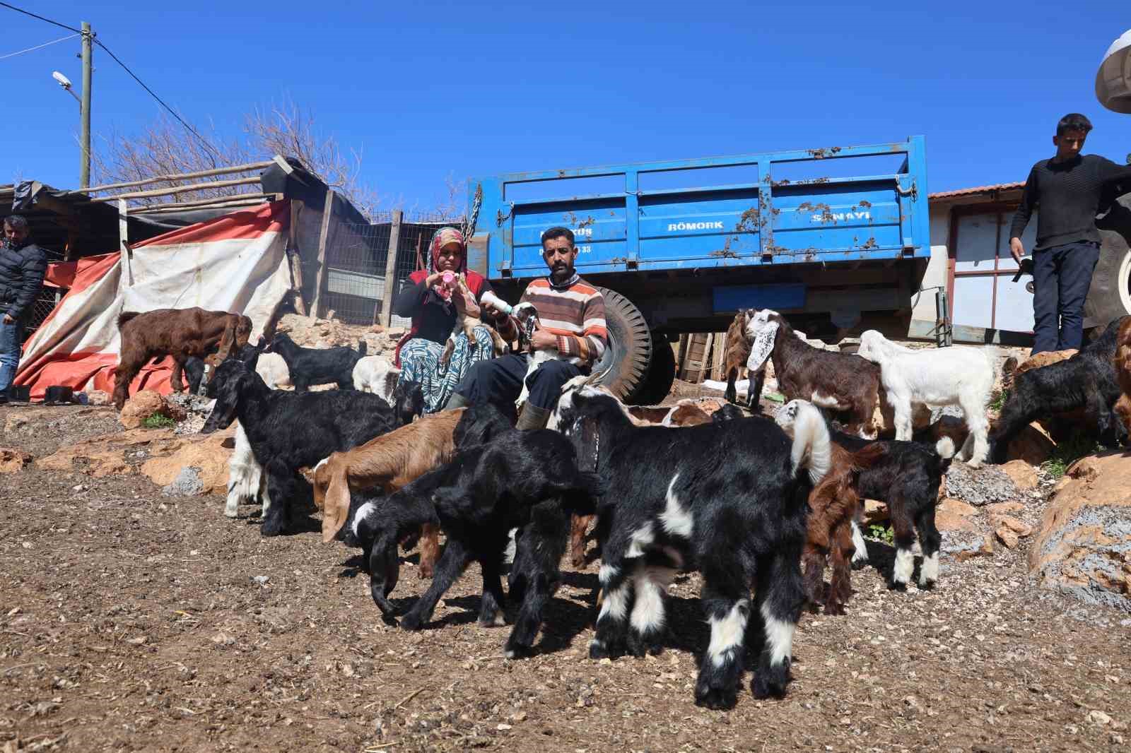 Akaryakıt karıştığı iddia edilen yağmur suyu birikintisinden içerek telef olan küçükbaş hayvanların yavrularını biberonla yaşatmaya çalışıyorlar
