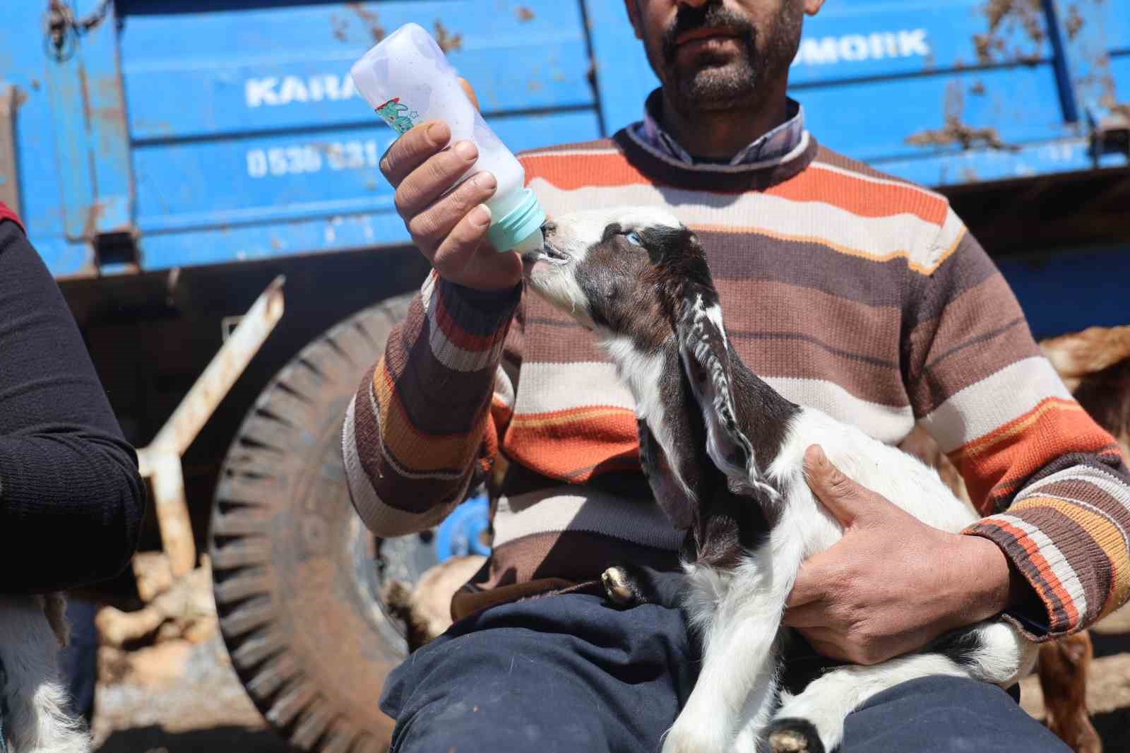 Akaryakıt karıştığı iddia edilen yağmur suyu birikintisinden içerek telef olan küçükbaş hayvanların yavrularını biberonla yaşatmaya çalışıyorlar
