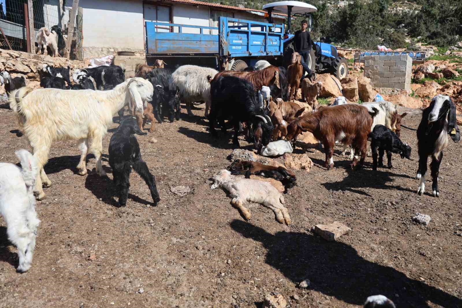 Akaryakıt karıştığı iddia edilen yağmur suyu birikintisinden içerek telef olan küçükbaş hayvanların yavrularını biberonla yaşatmaya çalışıyorlar
