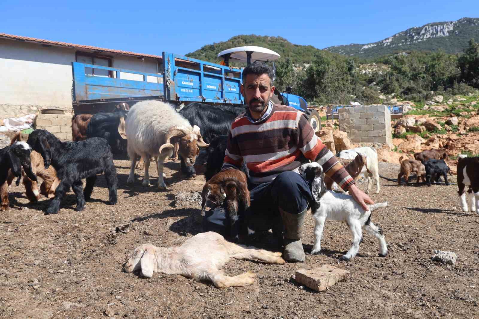 Akaryakıt karıştığı iddia edilen yağmur suyu birikintisinden içerek telef olan küçükbaş hayvanların yavrularını biberonla yaşatmaya çalışıyorlar
