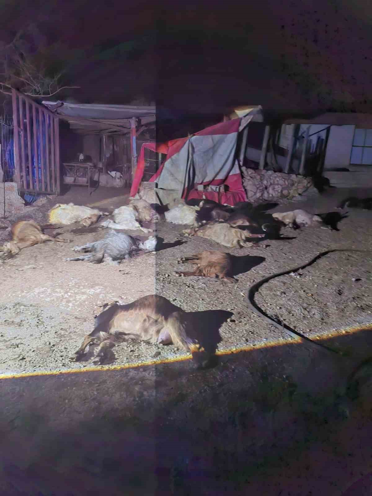 Akaryakıt karıştığı iddia edilen yağmur suyu birikintisinden su içen 43 küçükbaş hayvan telef oldu
