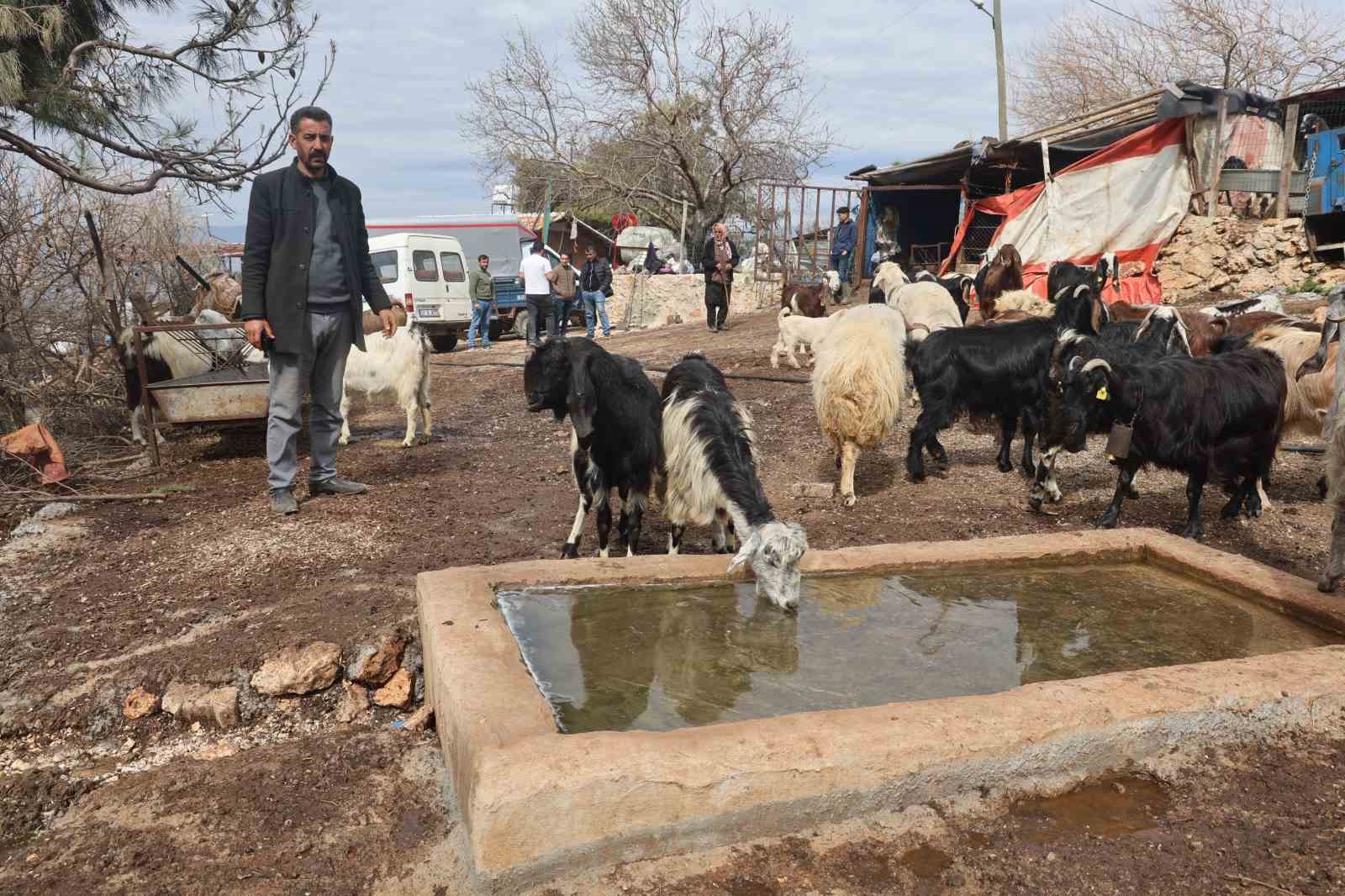 Akaryakıt karıştığı iddia edilen yağmur suyu birikintisinden su içen 43 küçükbaş hayvan telef oldu
