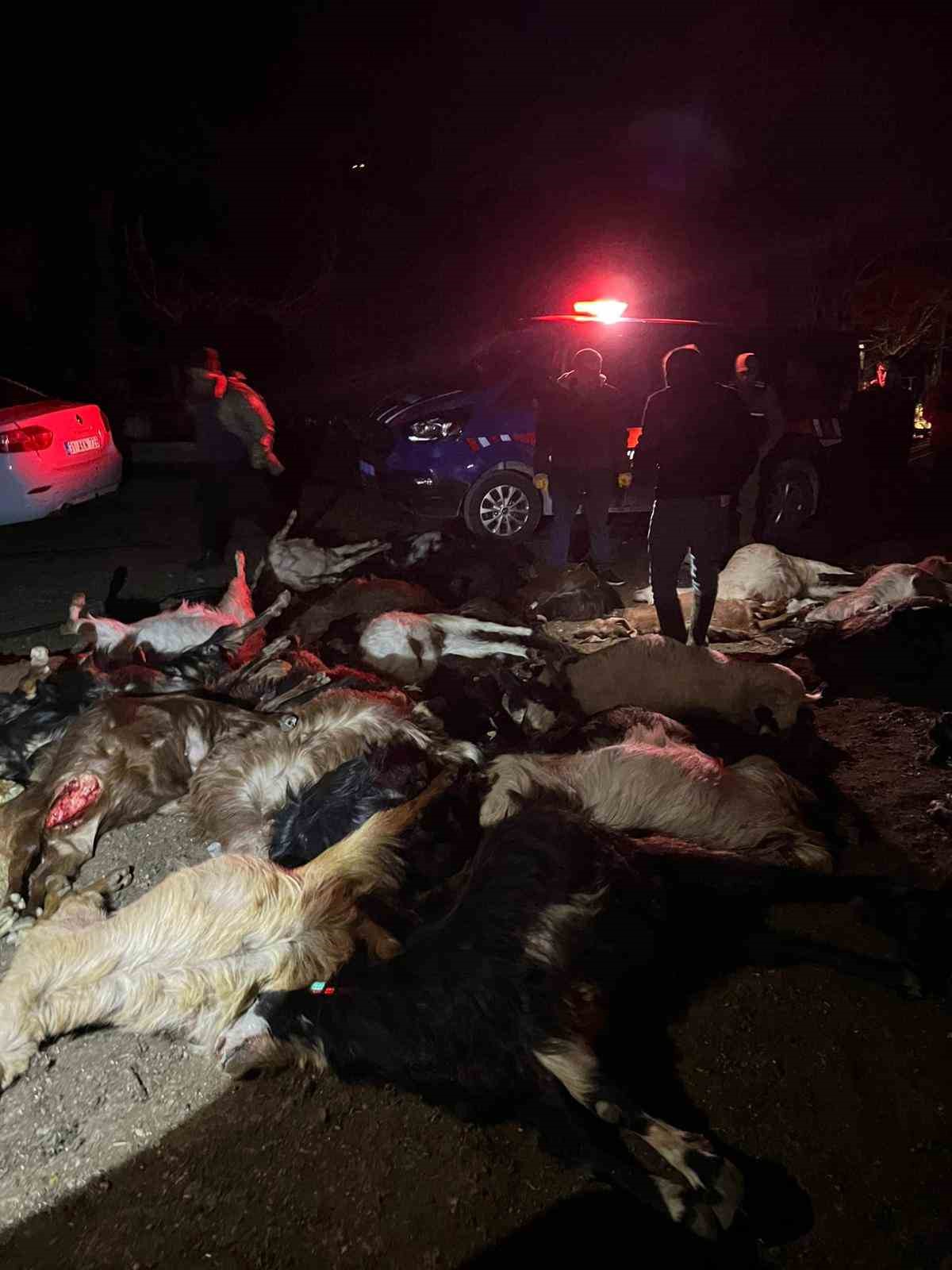 Akaryakıt karıştığı iddia edilen yağmur suyu birikintisinden su içen 43 küçükbaş hayvan telef oldu
