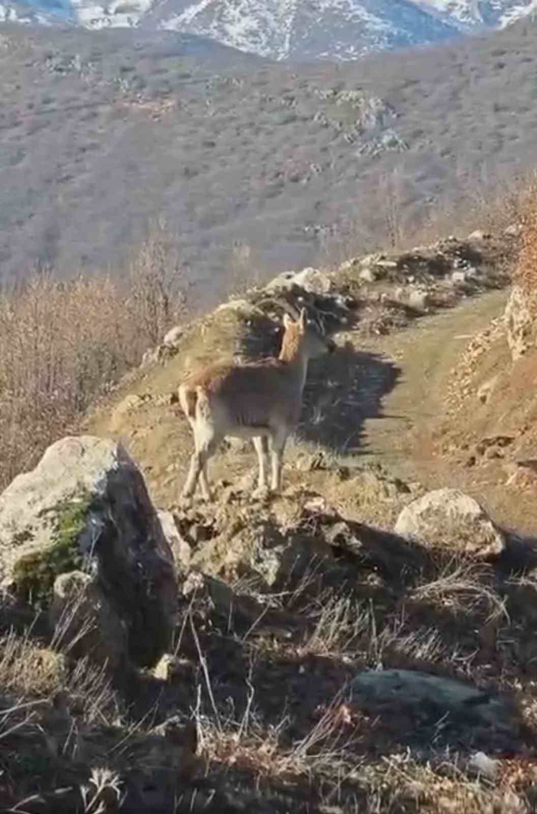 Akdağ’ın eteklerinde vaşak, kurt ve dağ keçisi peş peşe görüldü
