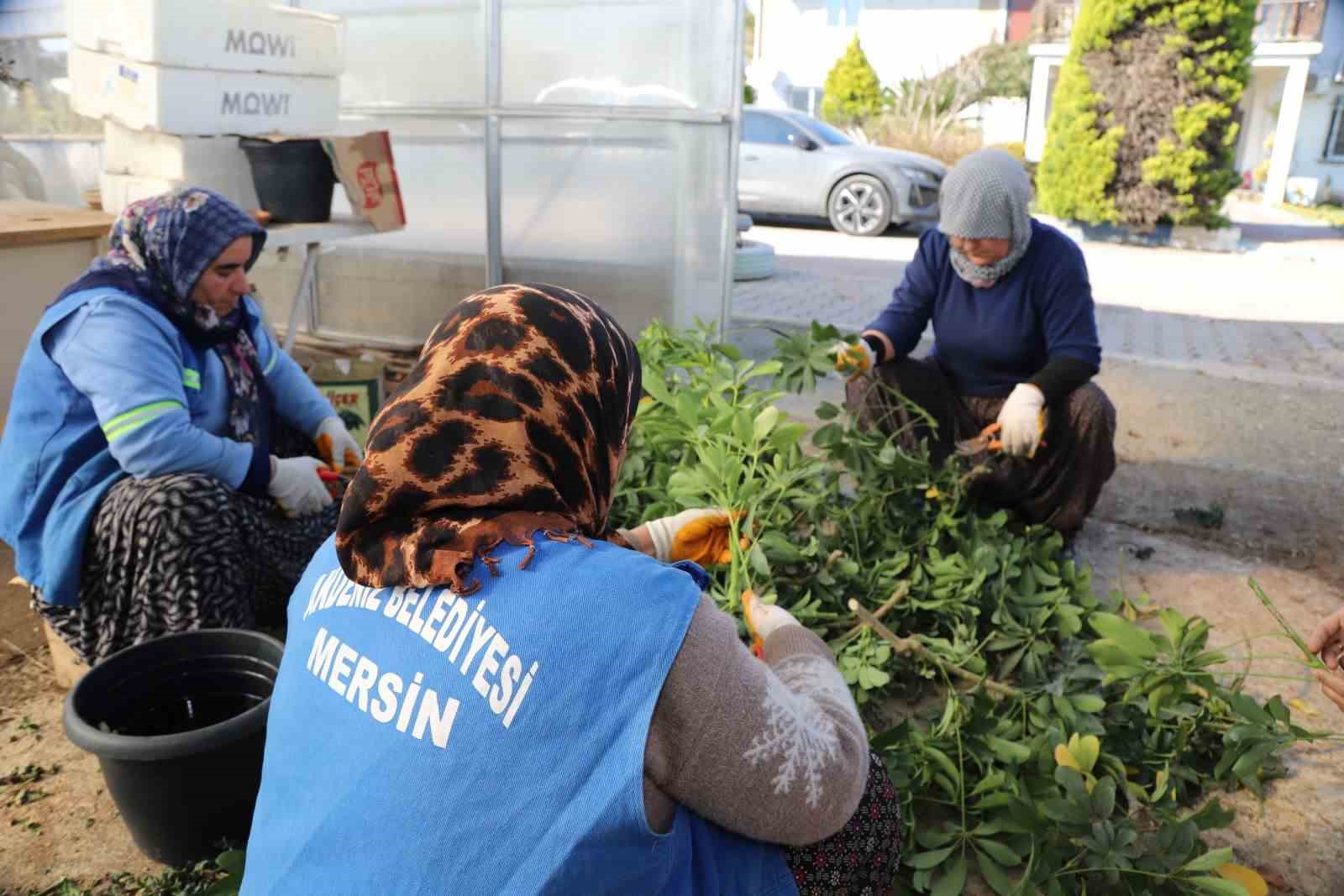 Akdeniz Belediyesi seralarda bitki üretimini arttırdı
