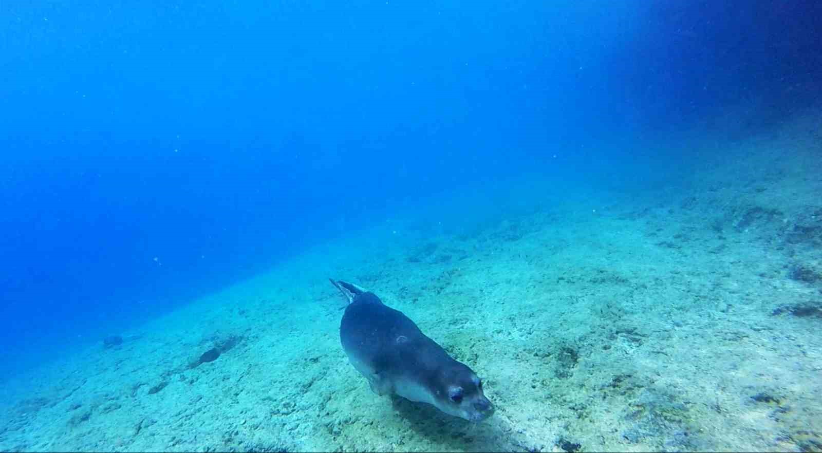 Akdeniz keşiş foku yaşam alanlarına insan baskısı
