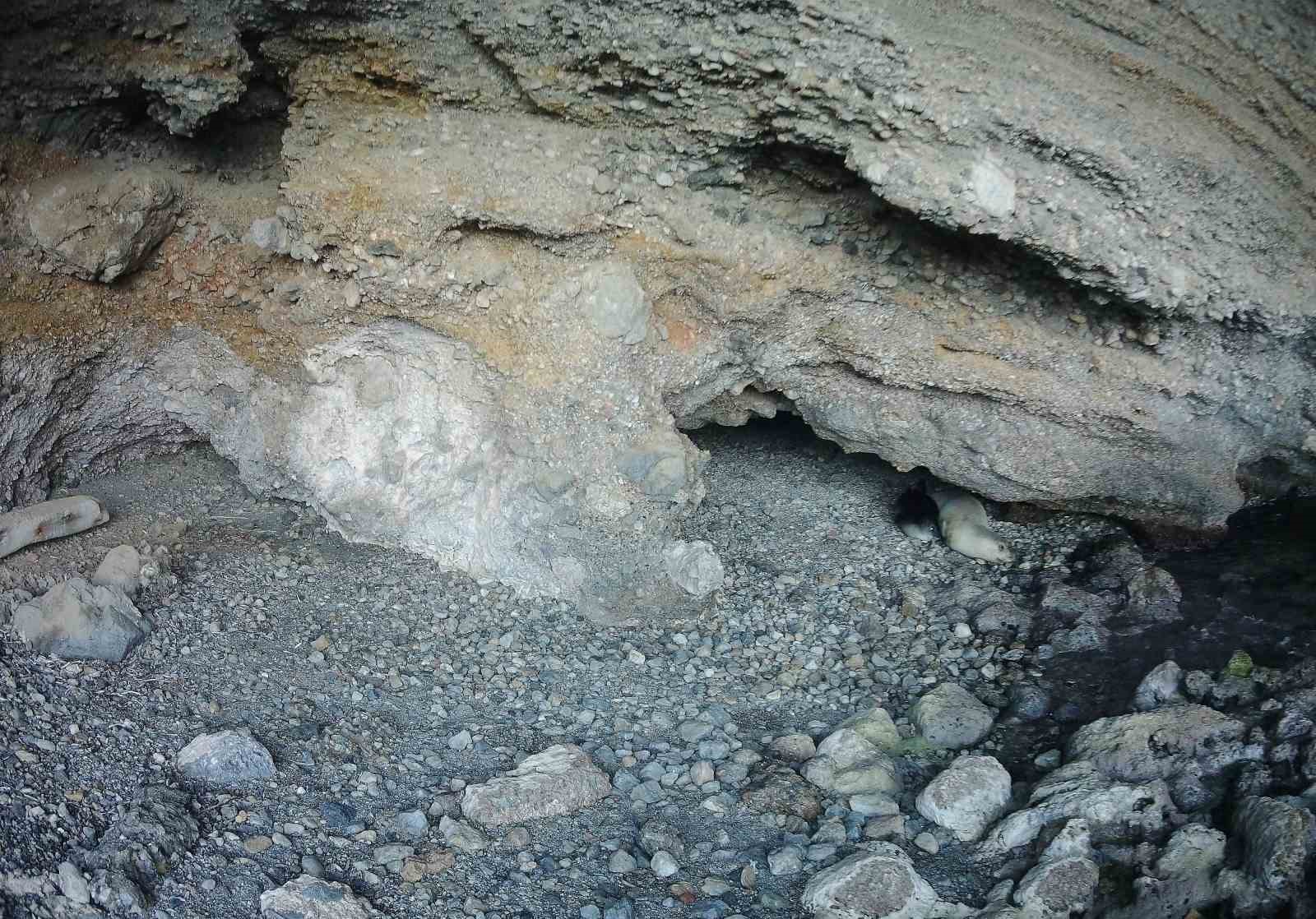 Akdeniz keşiş foku yaşam alanlarına insan baskısı
