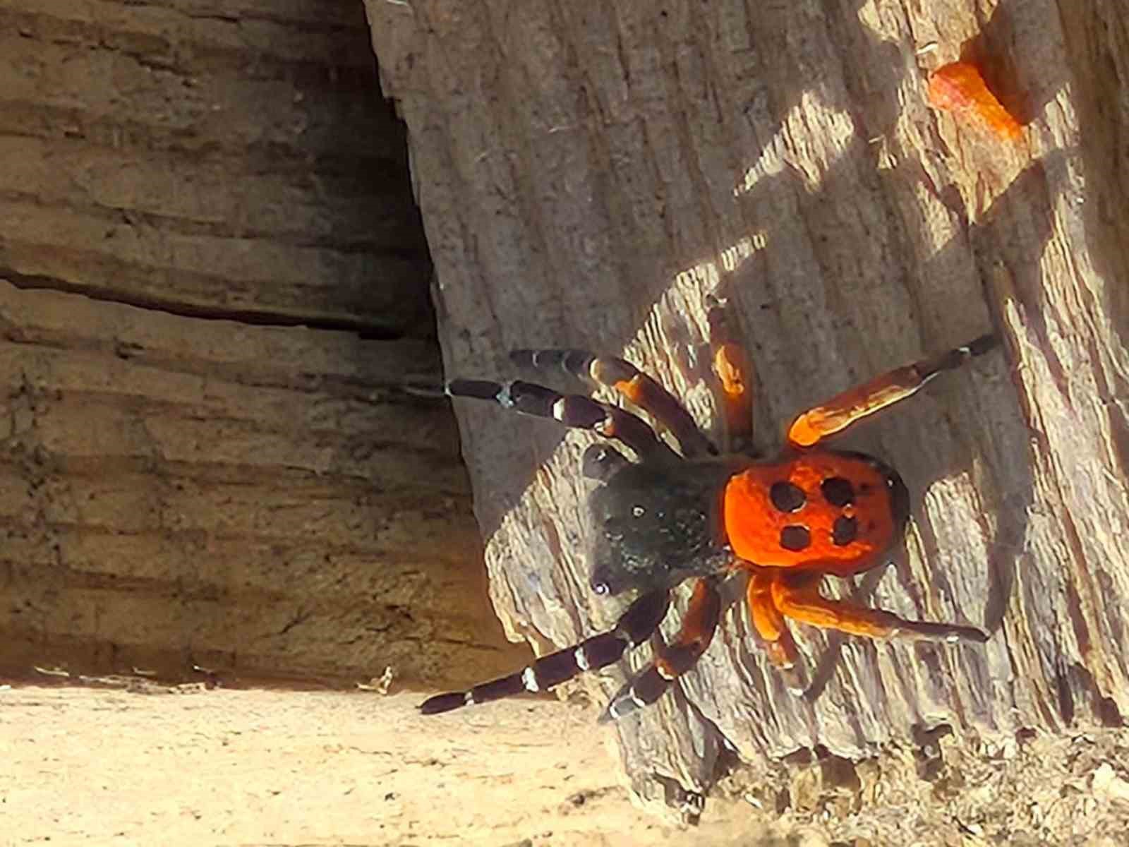 Akdeniz ve Orta Asya’nın nadir türü Elazığ’da ortaya çıktı
