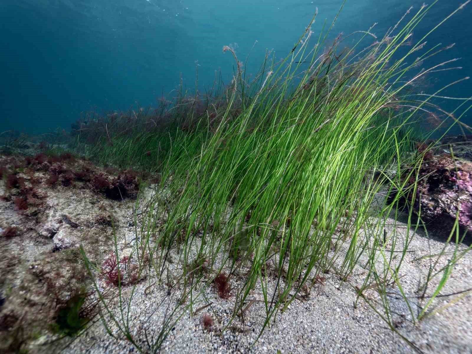Akdeniz’de çok az kaldı, Tuzla’da umut verdi
