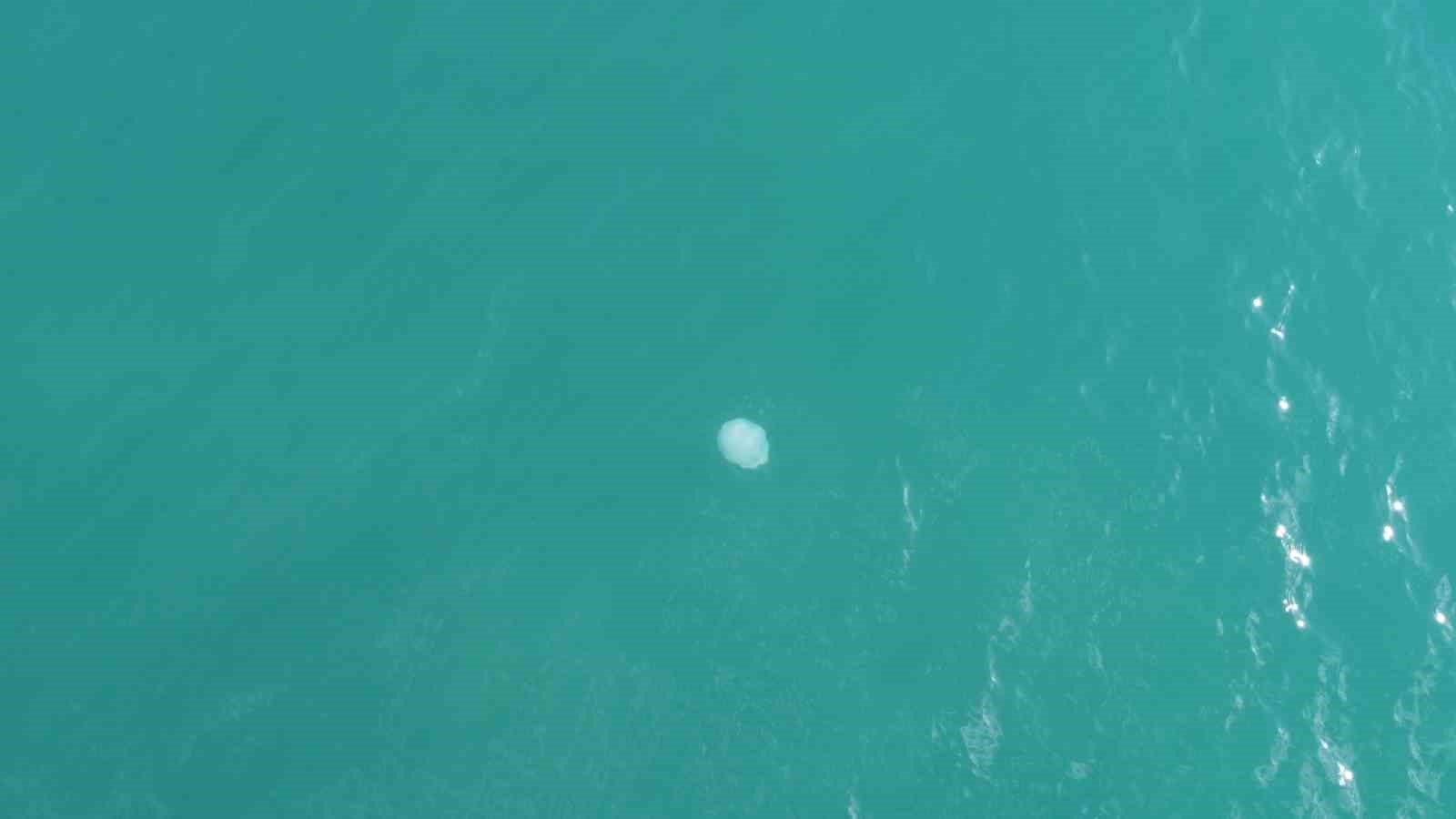 Akdeniz’deki zehirli denizanaları Mersin sahillerine vurdu
