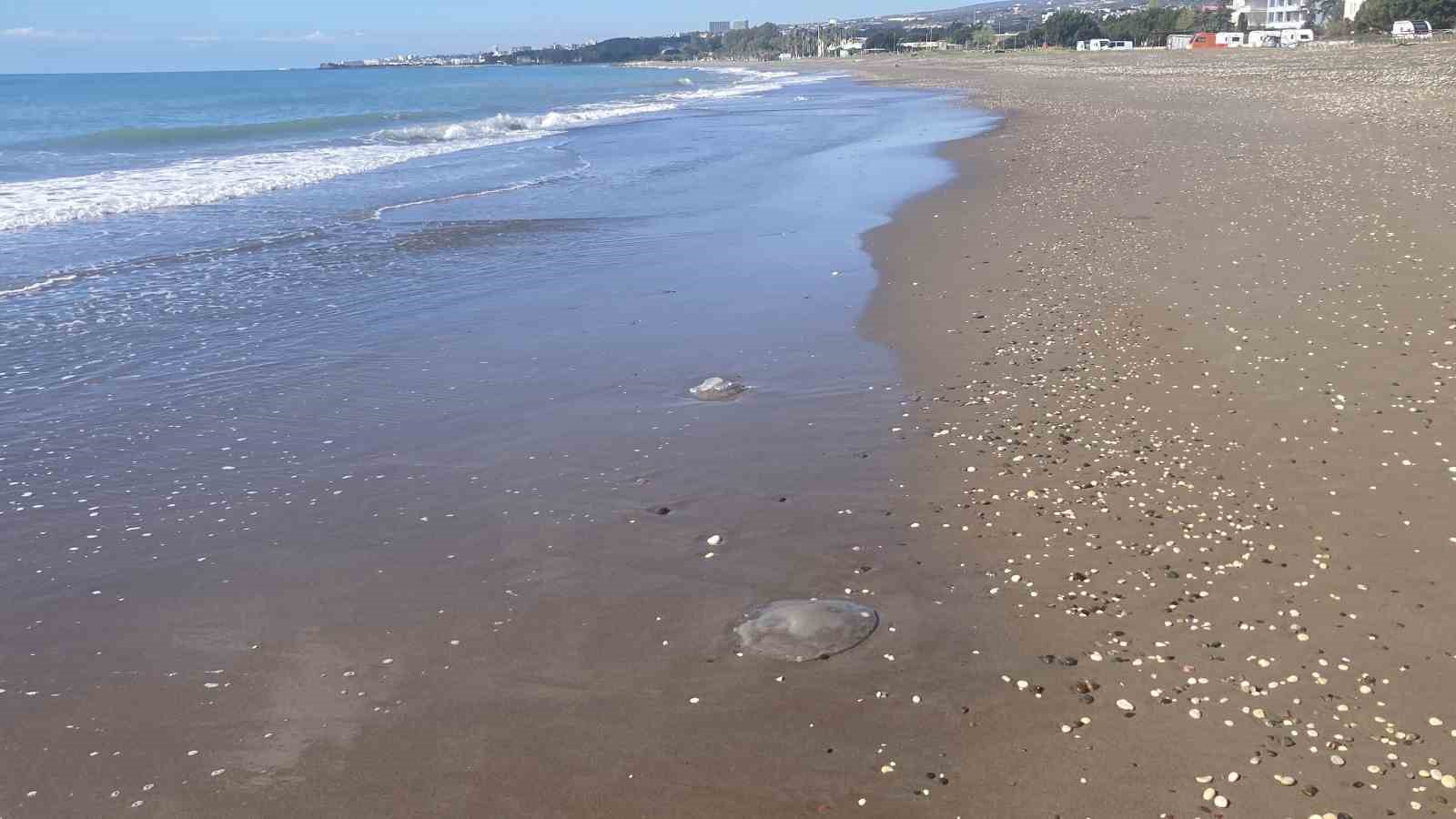 Akdeniz’deki zehirli denizanaları Mersin sahillerine vurdu
