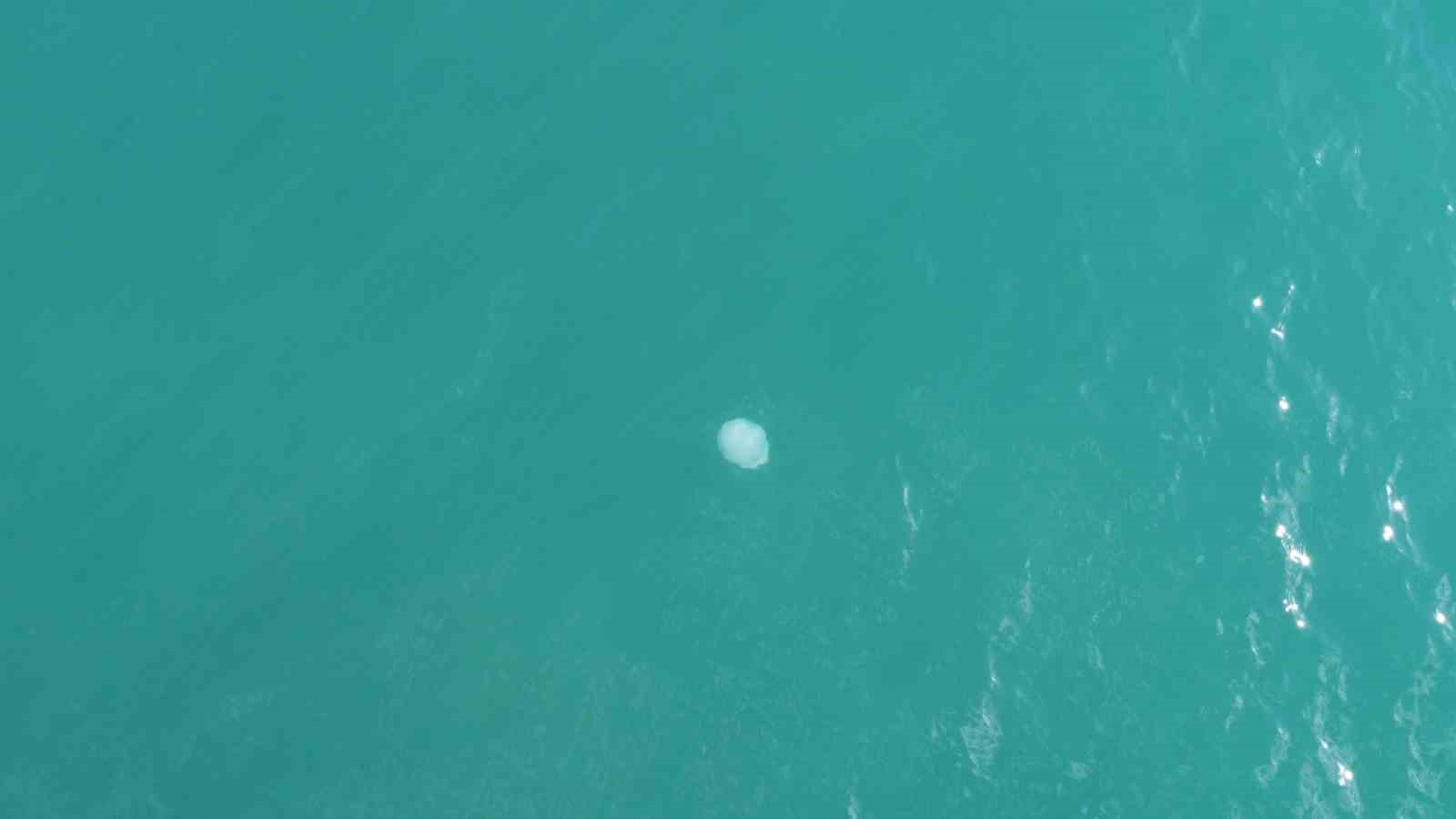 Akdeniz’deki zehirli denizanaları Mersin sahillerine vurdu
